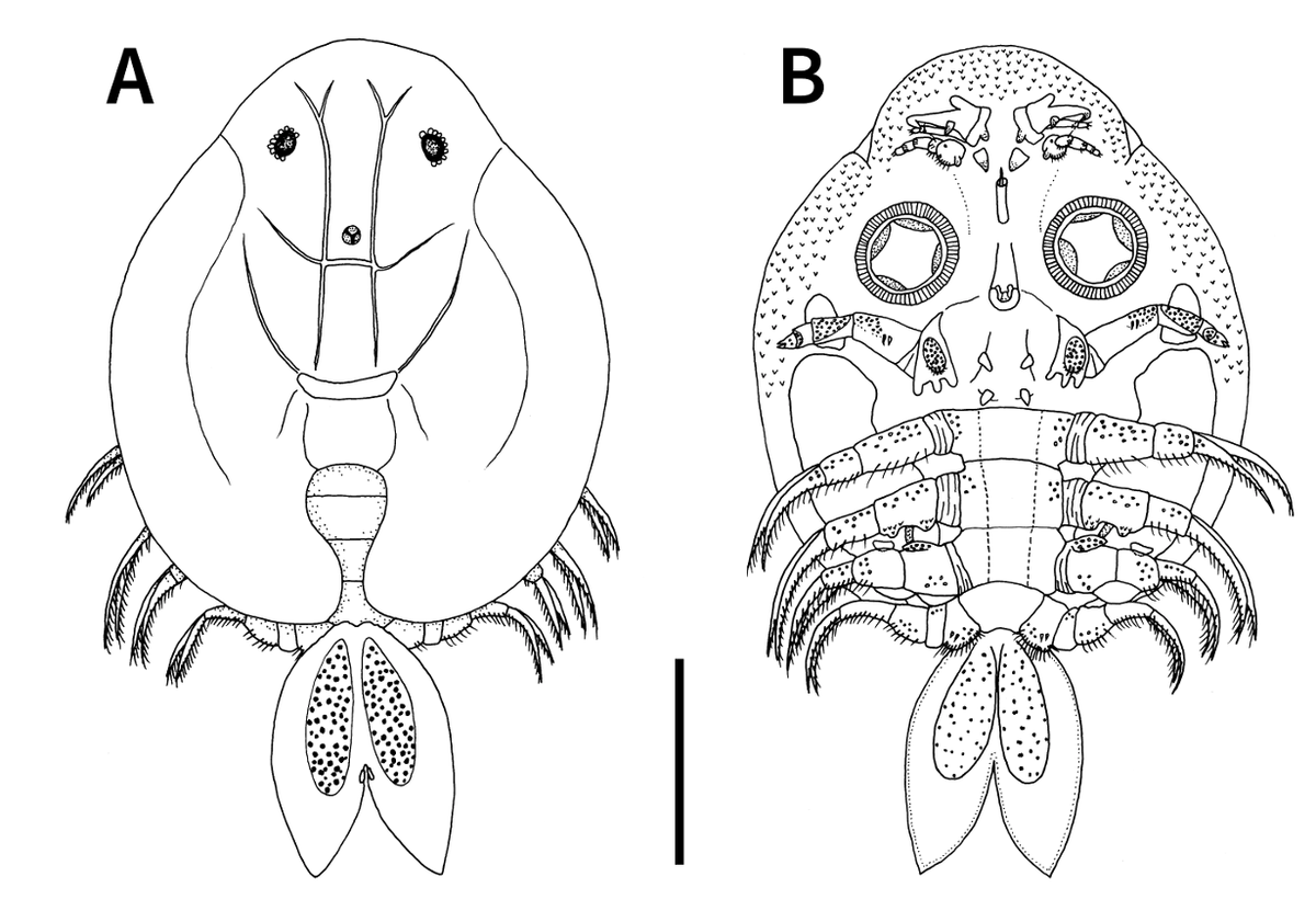 Species_Divers's tweet photo. Argulus coregoni (Crustacea: Branchiura: Argulidae) Parasitic on a Dark Chub Nipponocypris temminckii (Cypriniformes: Xenocyprididae) in a Stream, Central Japan, with a List of Its Known Hosts in East Asia
#Parasite #firstrecord #SpeciesDiversity
🔓https://t.co/k9muhEzuNR https://t.co/OMMgP98d01