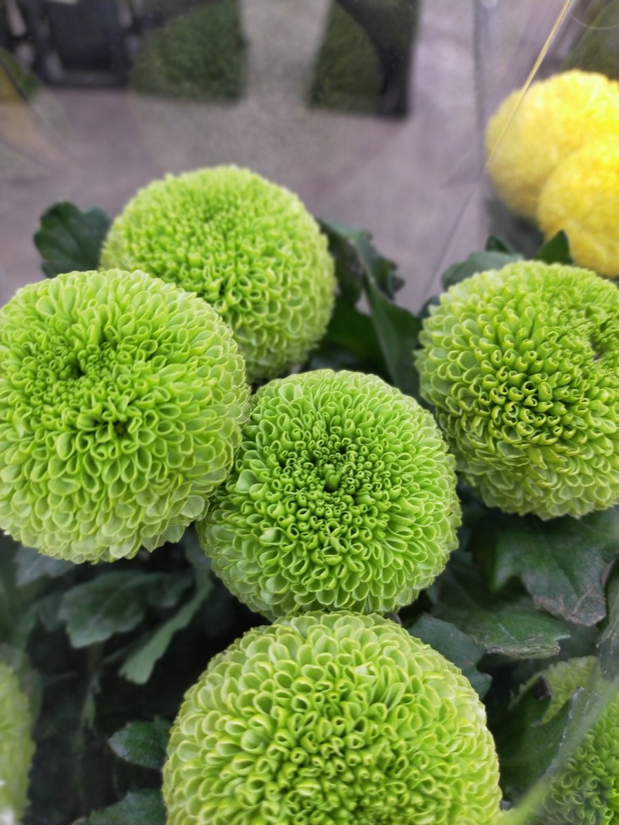 BFogiSTAFF's tweet photo. お盆用に、菊いろいろ入荷しました！ https://t.co/7A9rBWR8GV