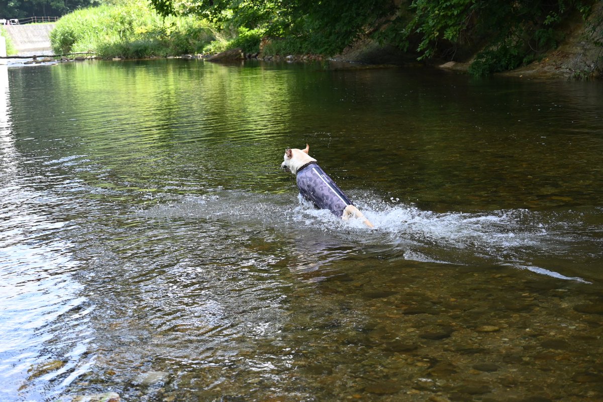 久々にXひらいたよ🐶