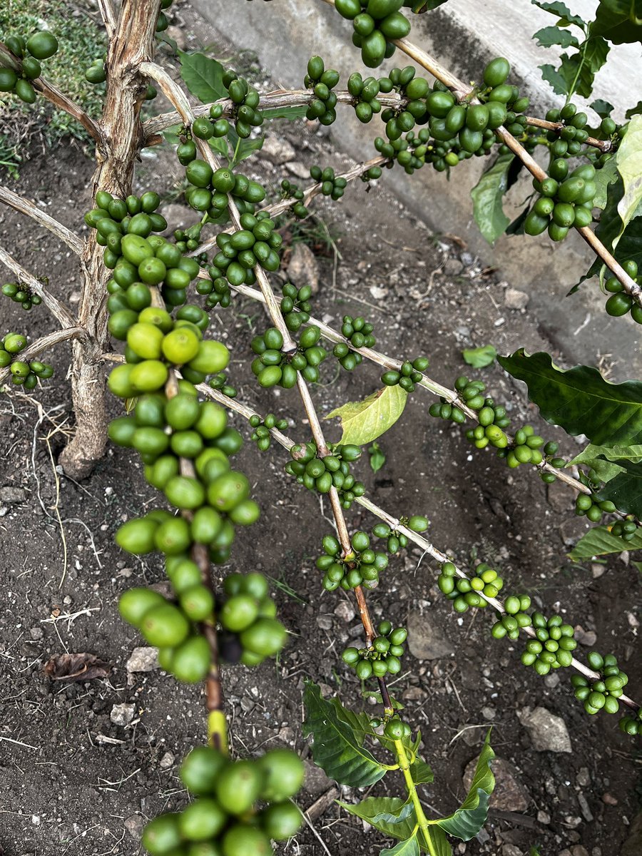 BocuOrg's tweet photo. The season comes in just timely, we continue to encourage our Farmers to pick only red ripe cherries 🍒 https://t.co/oLMu8h6dDe