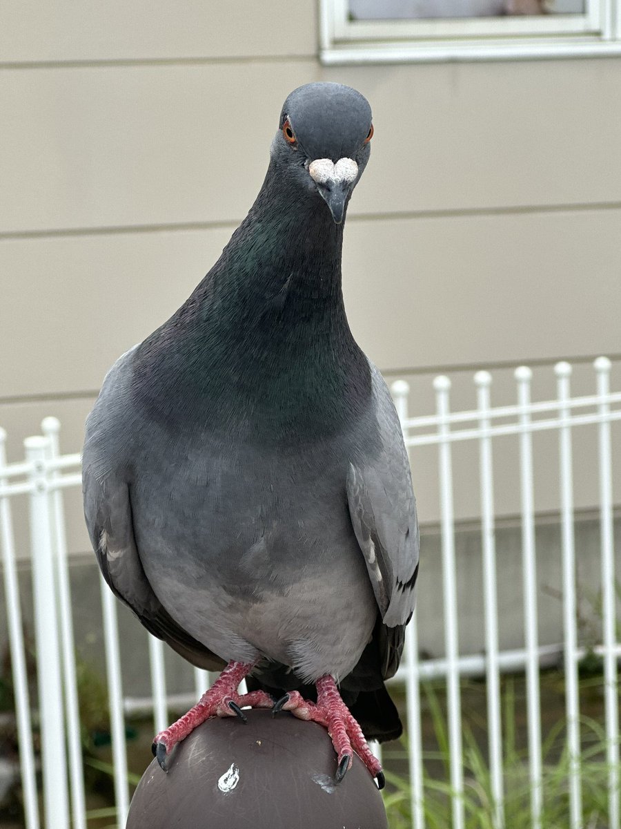 mouenlandscape's tweet photo. キメ顔してく��た鳩さん🐦 https://t.co/ivXIiDI7NY