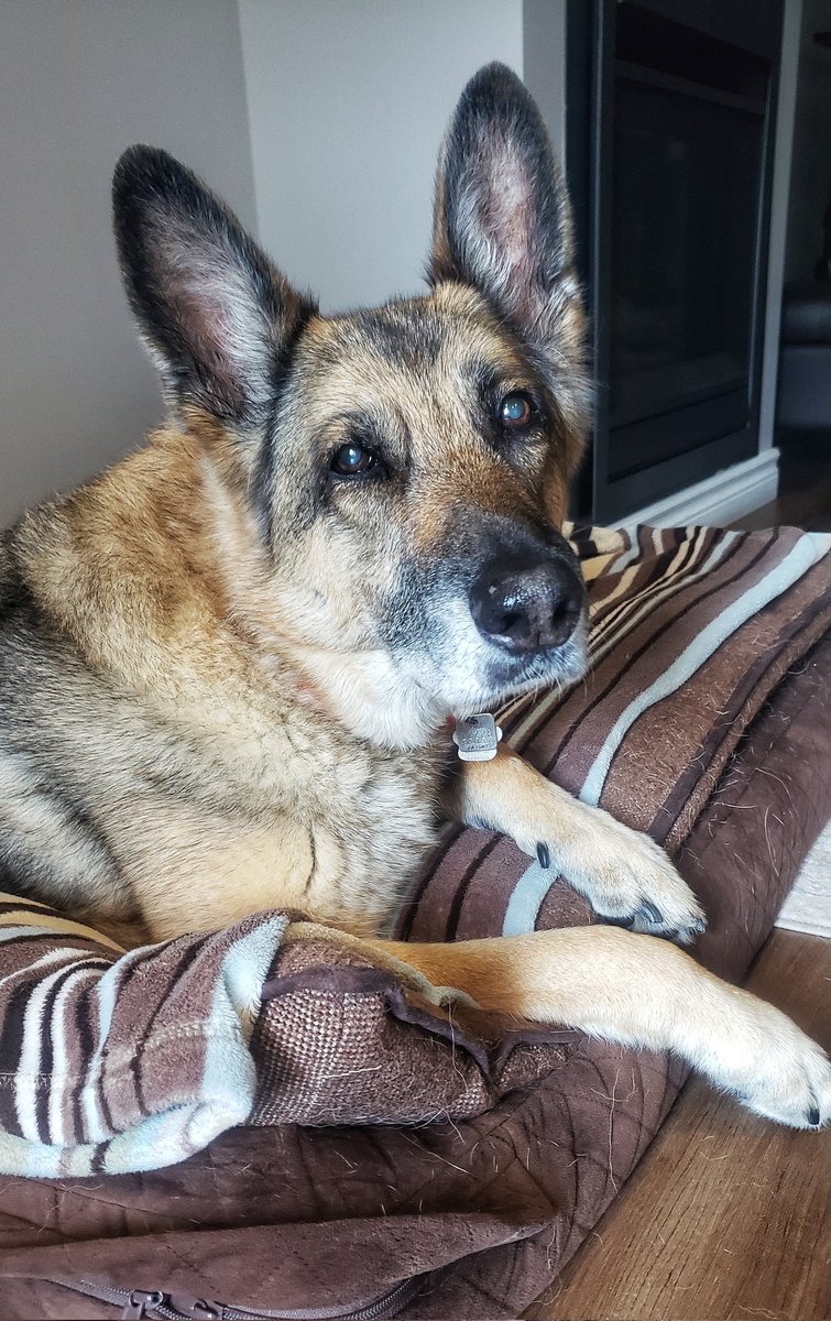 WalkinDogwalk's tweet photo. Some mornings it just takes a little longer to get out of bed, right Filly?
😁❤🐾🐶💤❤
#sillyFilly #Mondaymotivation #walkinthedoginwhitby #walkinthedog https://t.co/eq7RqLOuY6