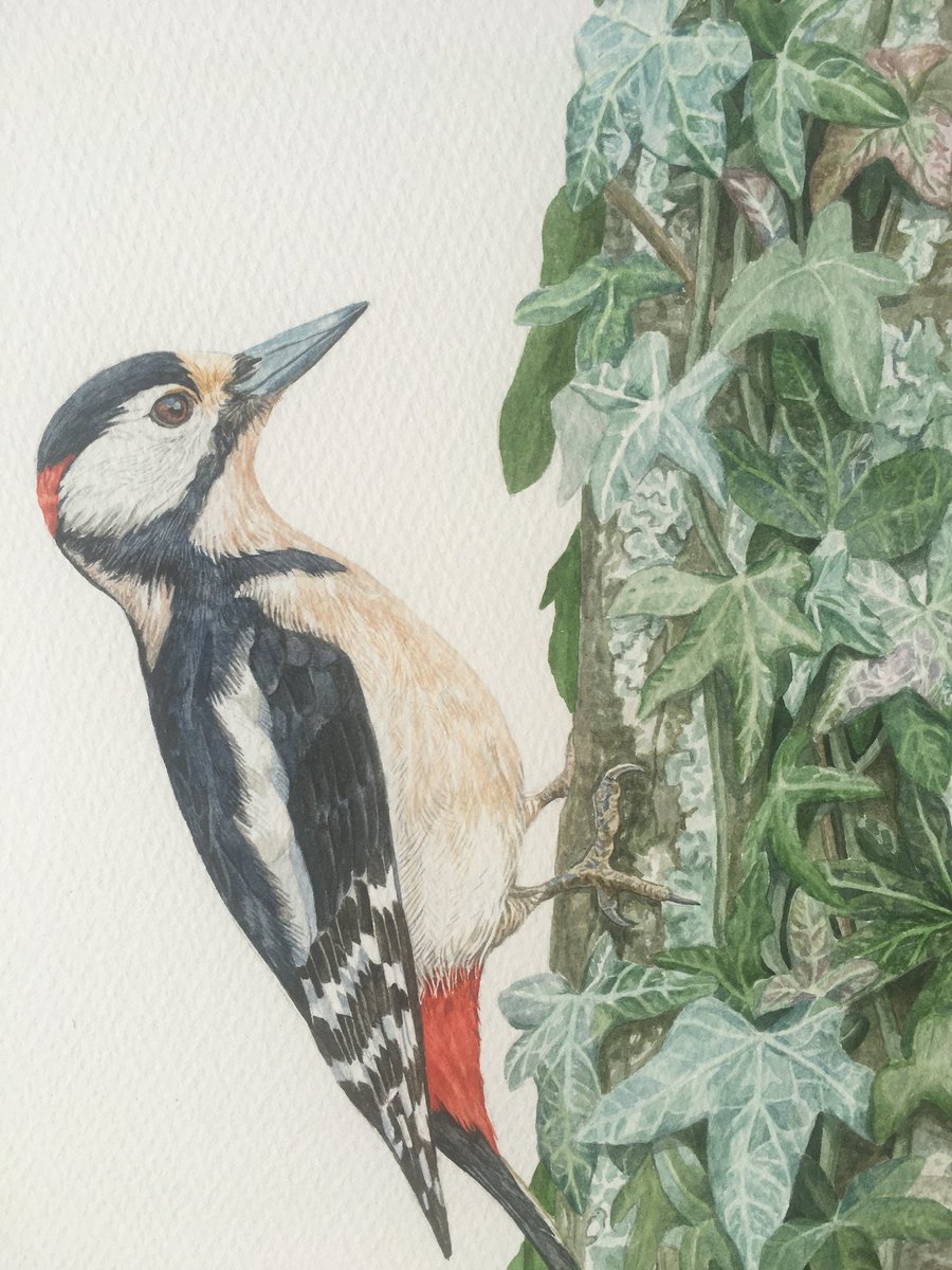Such a smart looking bird.
Aged 18, completed in 2021.
Hope you like it!
<a href="/BBCEarth/">BBC Earth</a> <a href="/Natures_Voice/">RSPB</a> <a href="/swlanaturaleye/">SWLA</a> <a href="/BBCSpringwatch/">BBC Springwatch</a>