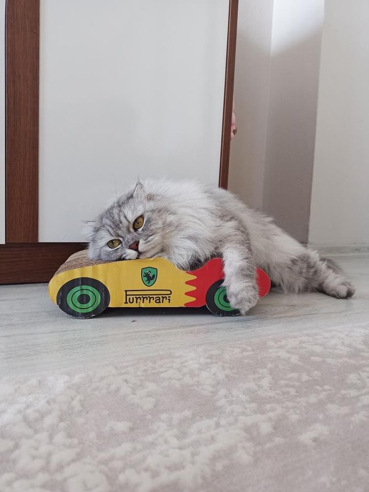 Purrrari’n var diye derdin yok sanıyorlar 😿

📷 IG: gamzemerickamir