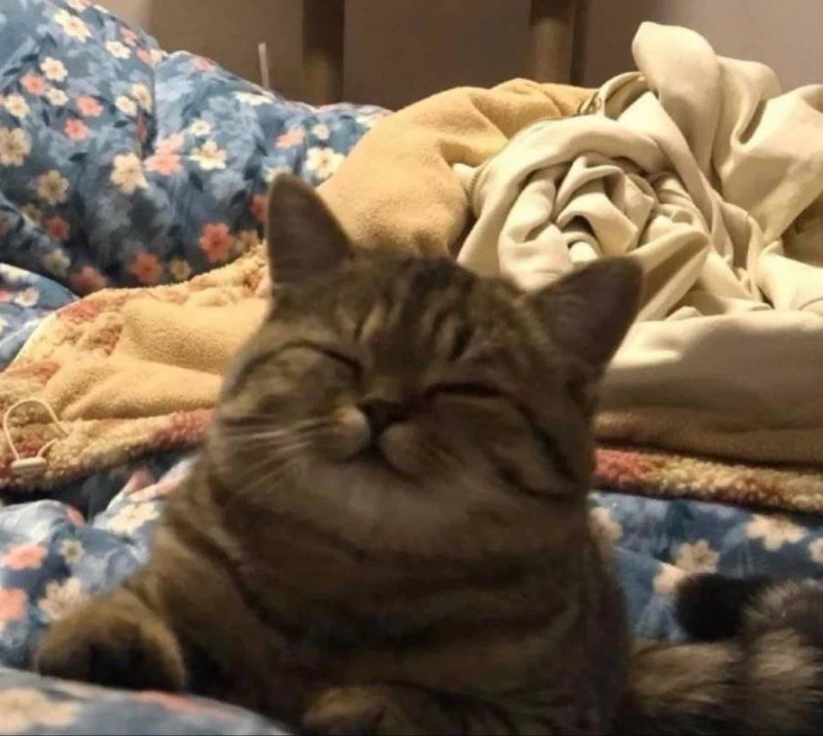 fatgetoussy's tweet image. 