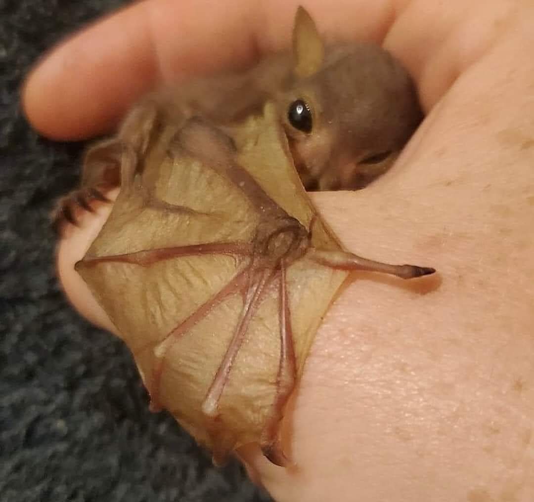 NikolayOCDC's tweet image. Hola, soy un murciélago 🦇
No chupo tu sangre y no voy a quedarme enredado en tu cabello.
Si por casualidad entro a tu casa, por favor no me golpees con bates ni me saques a escobazos; me duele mucho y en tales ocasiones tengo mucho miedo.  Fue un accidente y no quería asustarte.