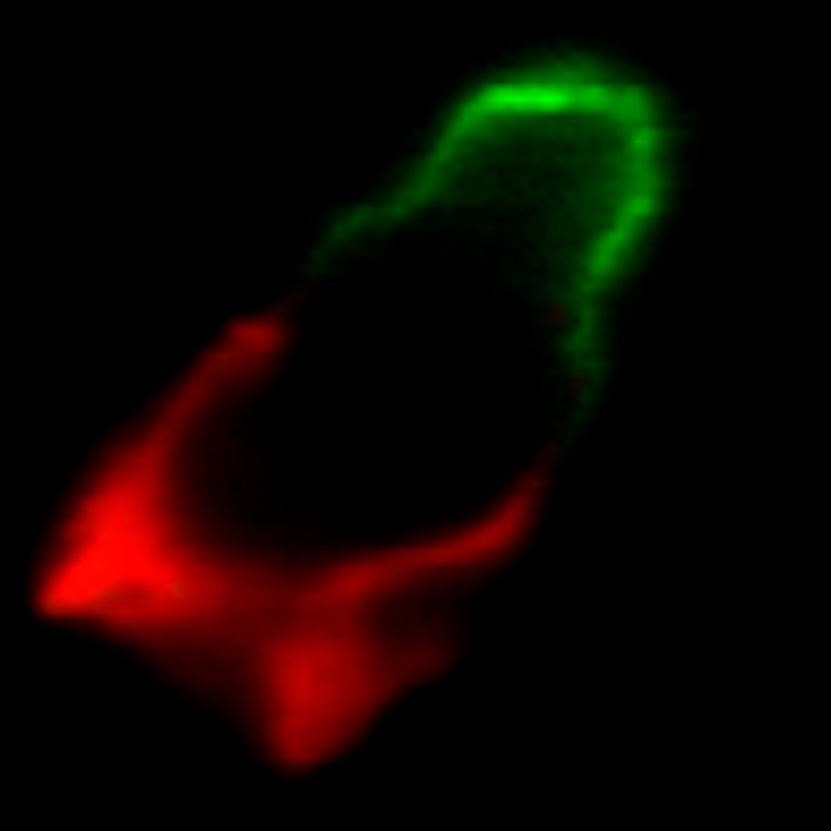 CNB_CSIC's tweet photo. #PhD offer: The @mmellado_lab is looking for candidates to apply for a predoctoral contract (FPI) associated to the NANHOMIS project (PID2023-146301OB-I00), check our website for details: https://t.co/m5VRSjmGzs
@DPE_CSIC https://t.co/R2S3Gt7B6x