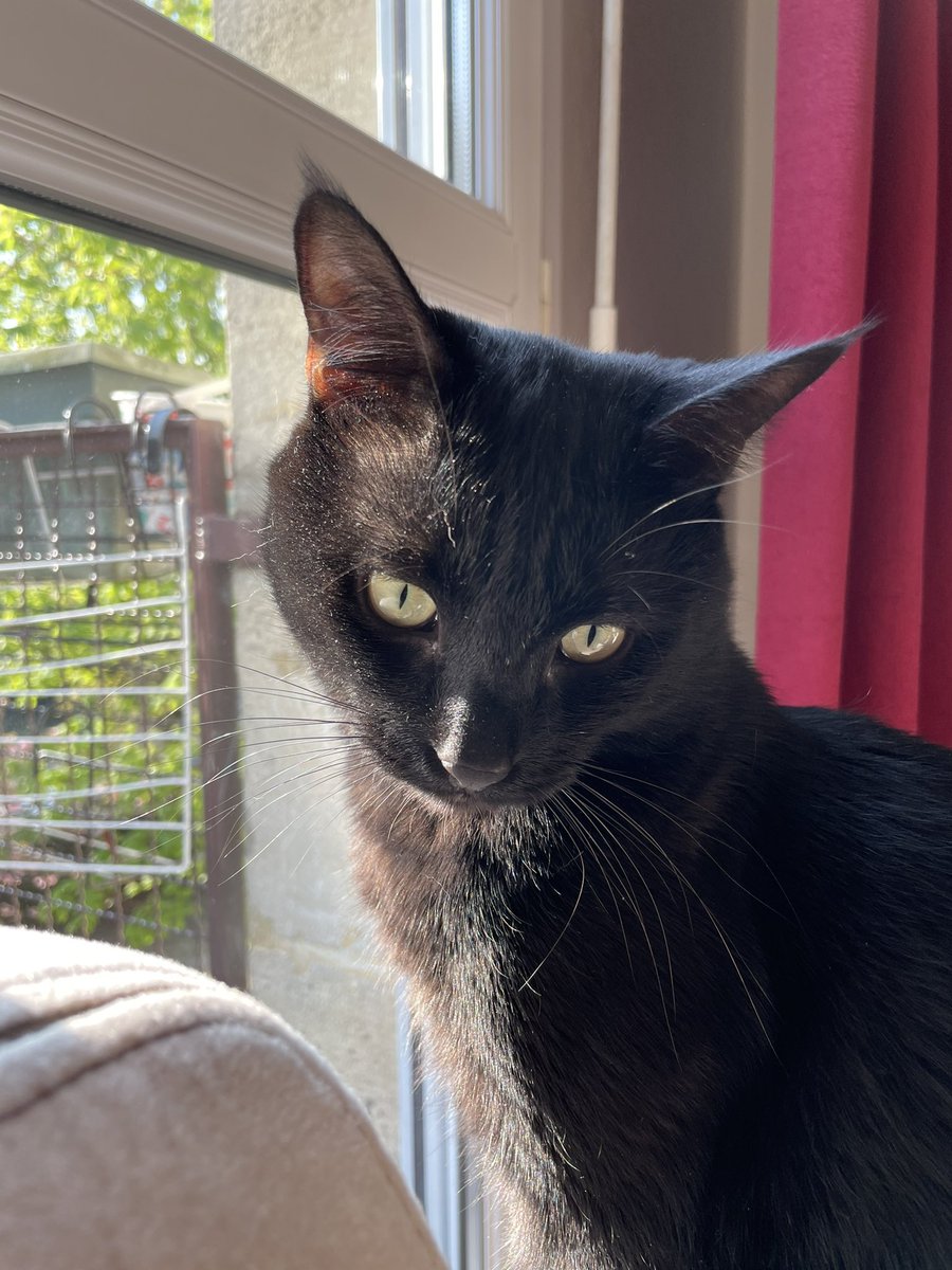 vienrosenina's tweet photo. ‼️‼️urgent‼️‼️ j’ai perdu mon chat aux alentours de Bondy Nord, dans la nuit du 31/07 au 01/08. C’est un chat mâle, non castré, aux poils courts noirs et aux yeux verts. Une de ces particularités : des poils blancs entre les 2 yeux. Si vous l’avez aperçu contactez moi. 🙏🙏🙏 https://t.co/p643cyvgSn
