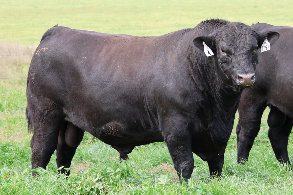 sinclairmunro's tweet photo. Lot 4 Booroomooka Tie The Knot T191, one of the ever so impressive 261 #angusbulls to sell on Friday 16th August. With  Integrity, Commitment, Reliability and Innovation as key values. See more at https://t.co/byC5sXQNic https://t.co/Fwj0YQJSuJ