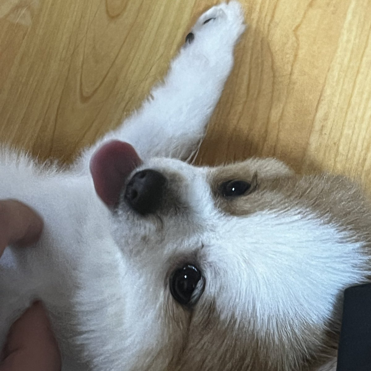 ペコムズ_페코무즈 tweet media