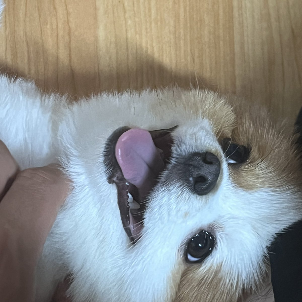 ペコムズ_페코무즈 tweet media