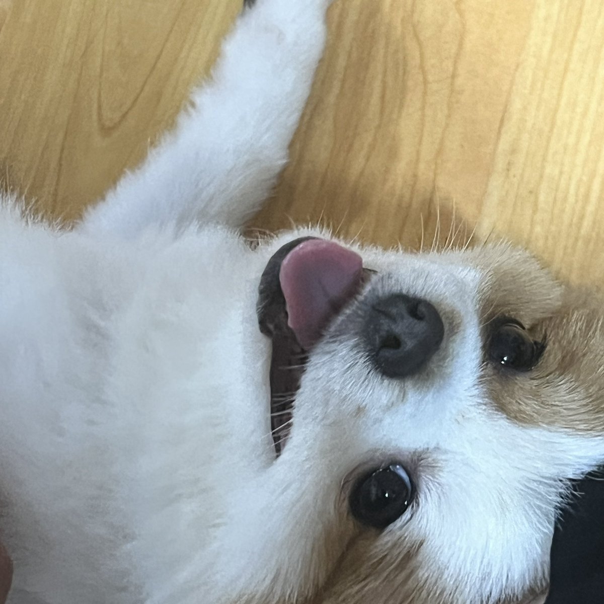 ペコムズ_페코무즈 tweet media