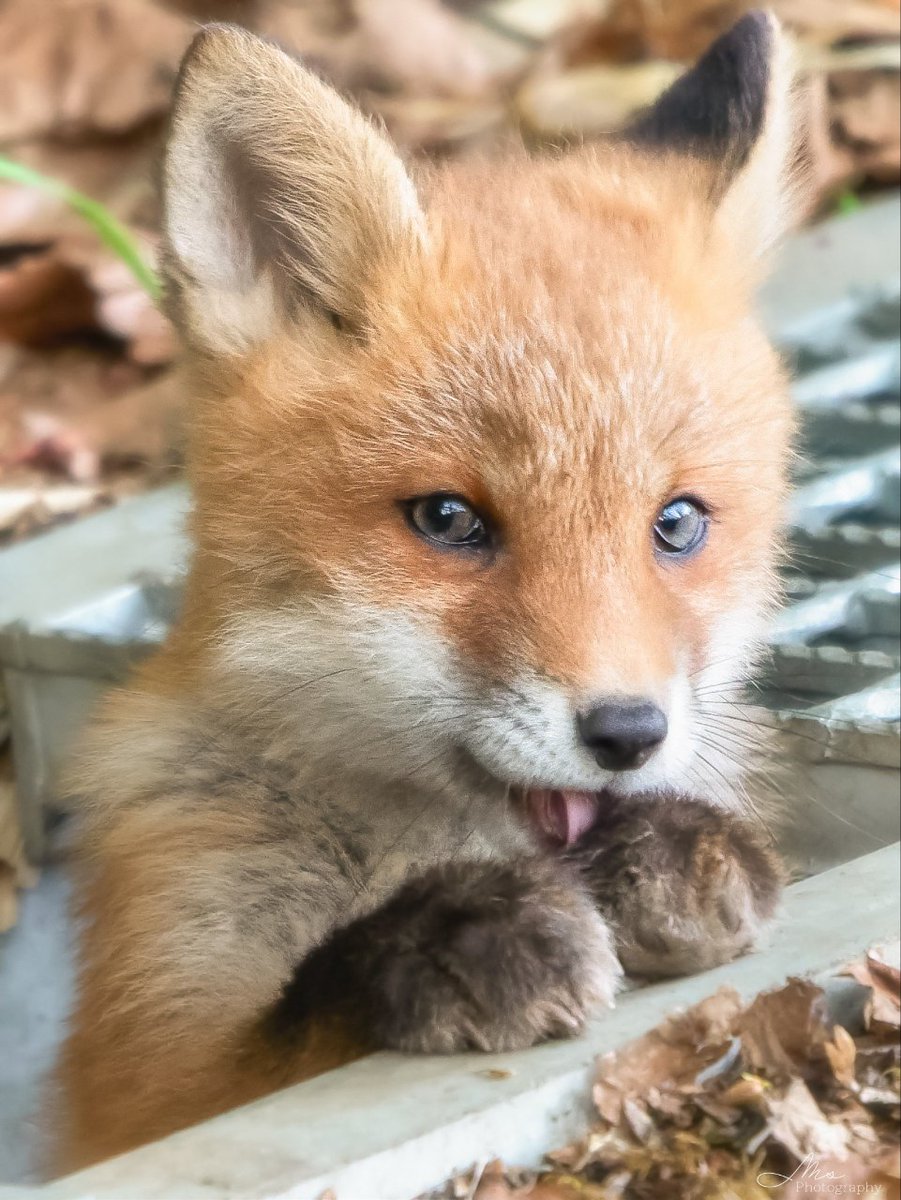 FopsHourly's tweet photo. Me when you tell me not to do something (I'm definitely going to do it) https://t.co/Q3YAV6LFU1