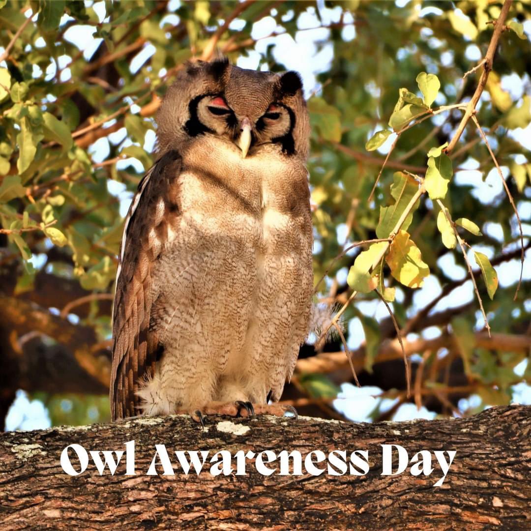Celebrating Owl Awareness Day! Let's take a moment to appreciate these magnificent night-time hunters. From their silent flight to their piercing eyes, owls play a vital role in maintaining a balanced ecosystem. Learn, share, and protect our feathered friends🦉✨