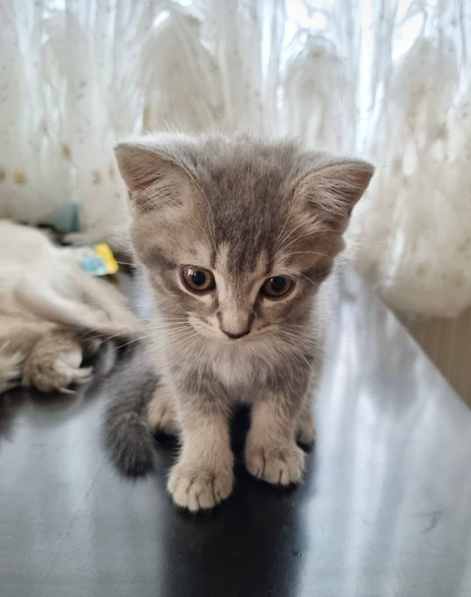 umutluoglu's tweet image. Kedimizin 5 yavrusu olmuştu. 4&apos;ünü sahiplendirdik, en son bu yavrucak kaldı. Anne ve baba British, bu yavrucağın cinsini tam kestiremedik ama British olma ihtimali yüksek. Sütten kesildi, 2-3 haftadır kuru mama yiyor ve tuvalet alışkanlığı var. Şu an 2 ay + 1 haftalık.

İstanbul…