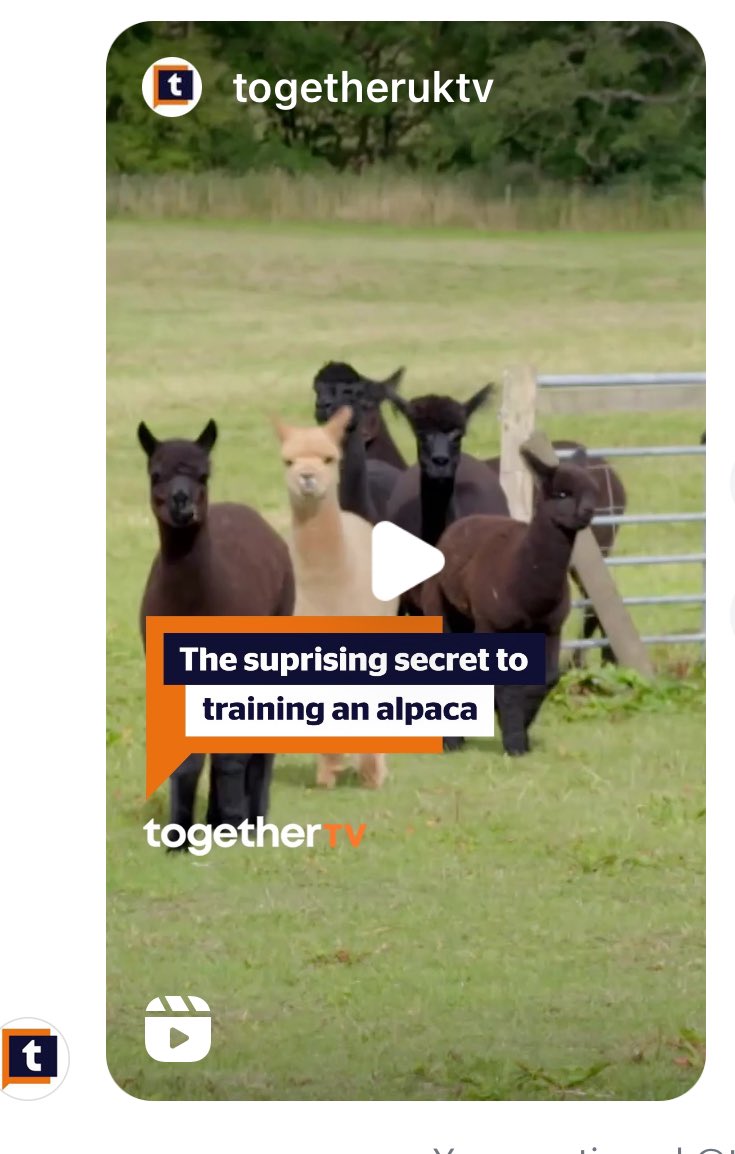 Little Alpaca Company tweet media