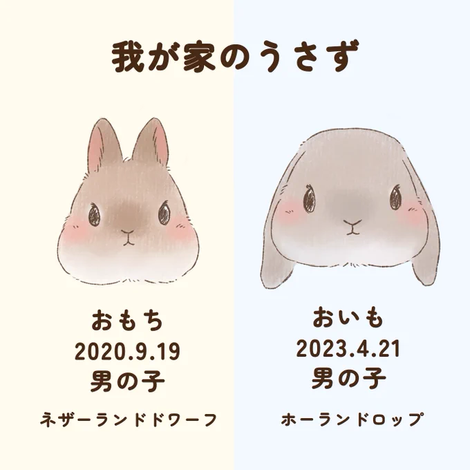 2ぴょんいると違いがたくさんあって可愛い✨
我が家のうさずのまとめ(1/2)

#うさぎ #ネザーランドドワーフ #ホーランドロップ #うさぎ多頭飼い 
