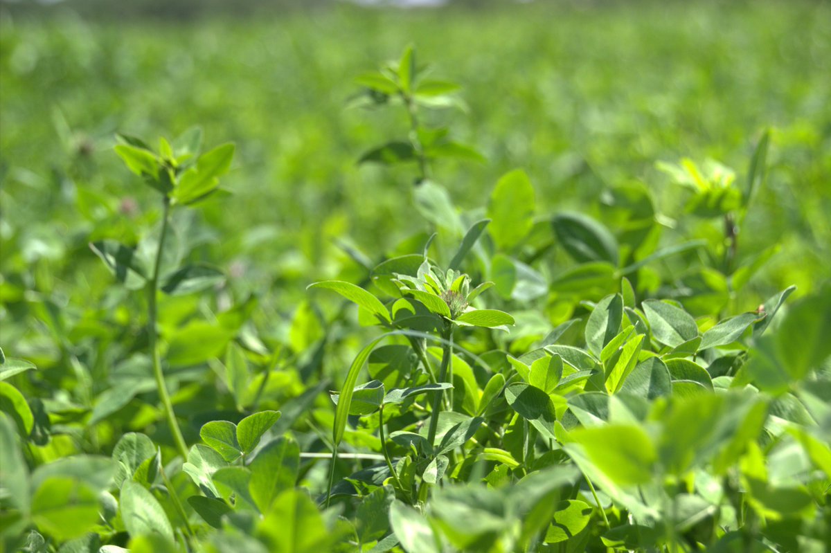 abpukagri (@abpukagri) on Twitter photo Research has shown that improving pastures by soil testing, reducing N use, using a plate meter, adding multi-species swards & implementing rotational grazing, is a great start to improving production efficiency on livestock farms #PRISM2030 <a href="/Bovidiva/">Prof. Jude Capper 🐄🐂🐑</a> <a href="/agrecalc/">Agrecalc</a> <a href="/AndersonsCentre/">The Andersons Centre</a> Research has shown that improving pastures by soil testing, reducing N use, using a plate meter, adding multi-species swards & implementing rotational grazing, is a great start to improving production efficiency on livestock farms #PRISM2030 <a href="/Bovidiva/">Prof. Jude Capper 🐄🐂🐑</a> <a href="/agrecalc/">Agrecalc</a> <a href="/AndersonsCentre/">The Andersons Centre</a>