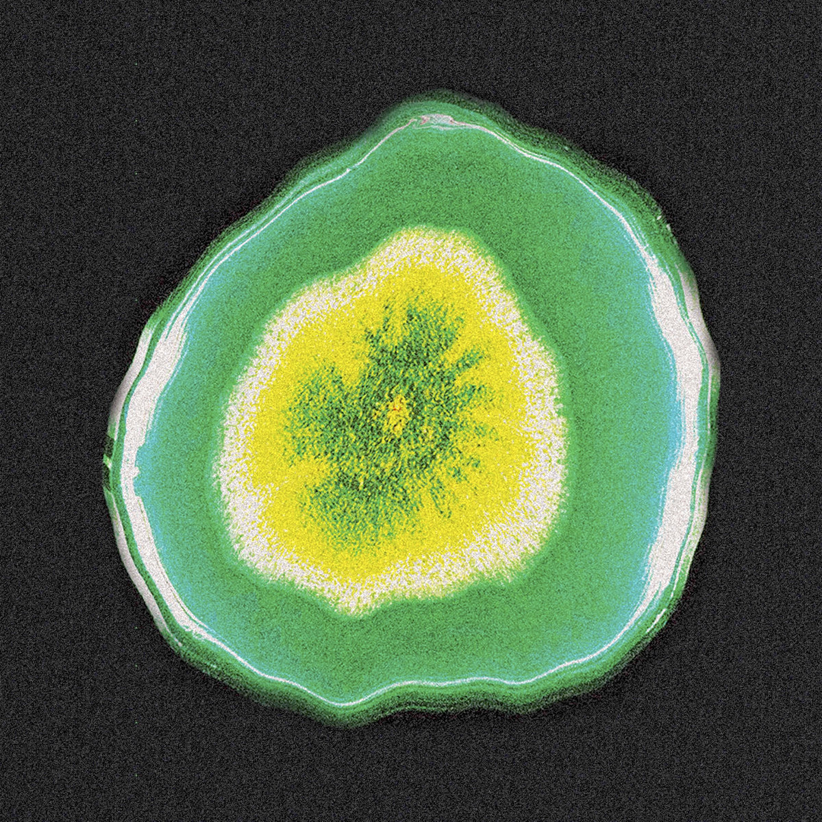 Various Artists - Fungus (10 Aug.,2024)
nonarec.bandcamp.com/album/fungus
チェコ～スロヴァキアのシーンからアンビエントやドローンアーティストを11組コンパイルした今度でるこの作品とてもよさそうです。欲しいな。日本国内取り扱いあるのでしょうか。