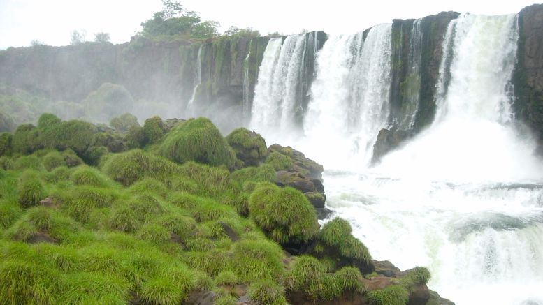 🌱Con miras a conservarlo, la provincia de Misiones lo declaró Monumento Natural🌱

#Misiones #iguazú #conservación #naturaleza <a href="/misionesonline/">misionesonline.net</a> <a href="/BiodiversidadLa/">BiodiversidadLA</a>