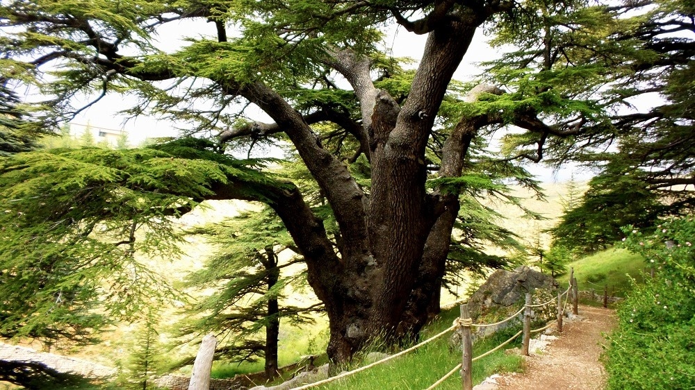 There is a forest called the Cedars of God. 

These are the same cedars referenced in the Bible. 

Cool!