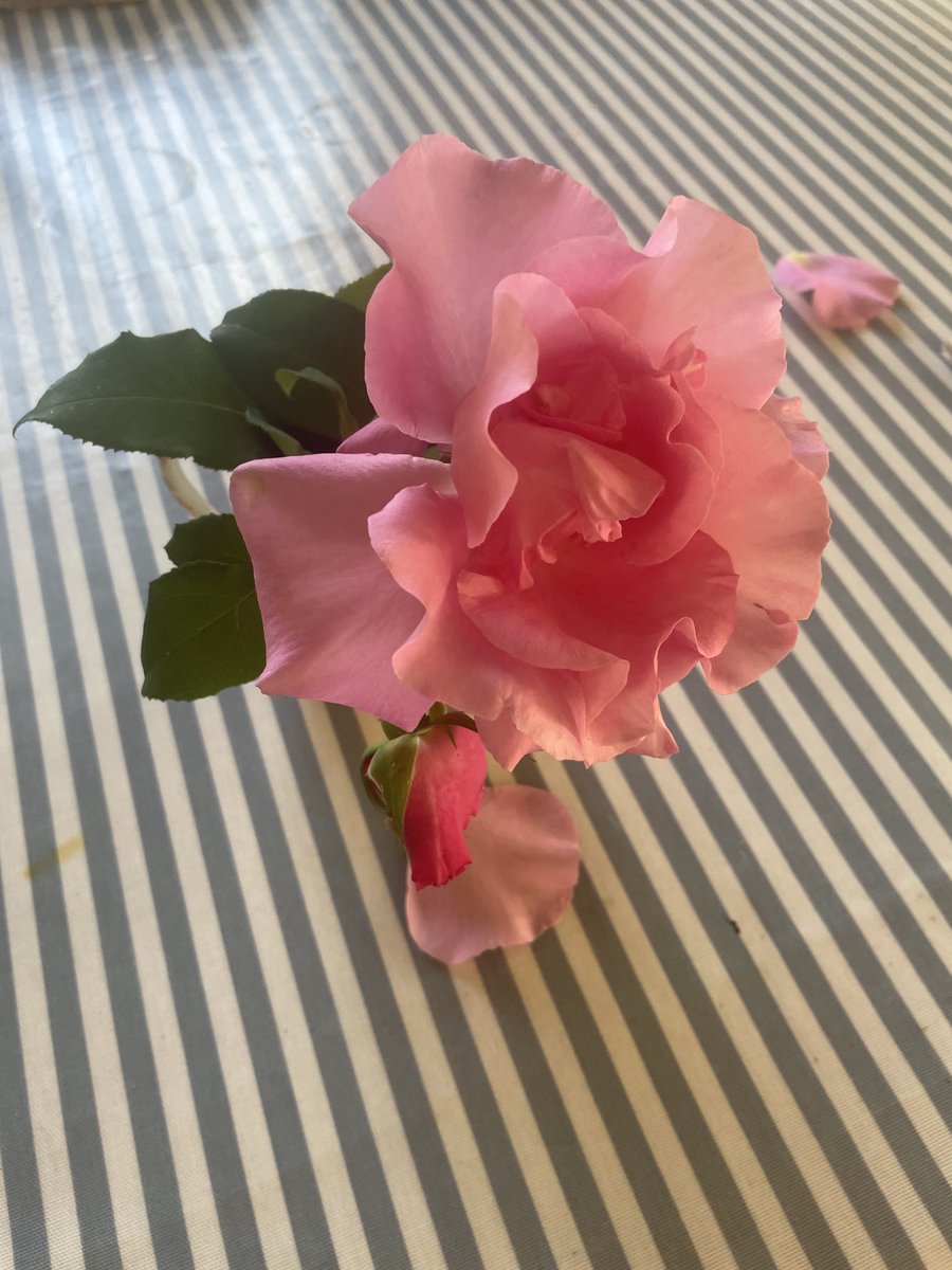 A gift from Sussex to Essex. The scent is gloriously old school. The colour too, the effect just so.