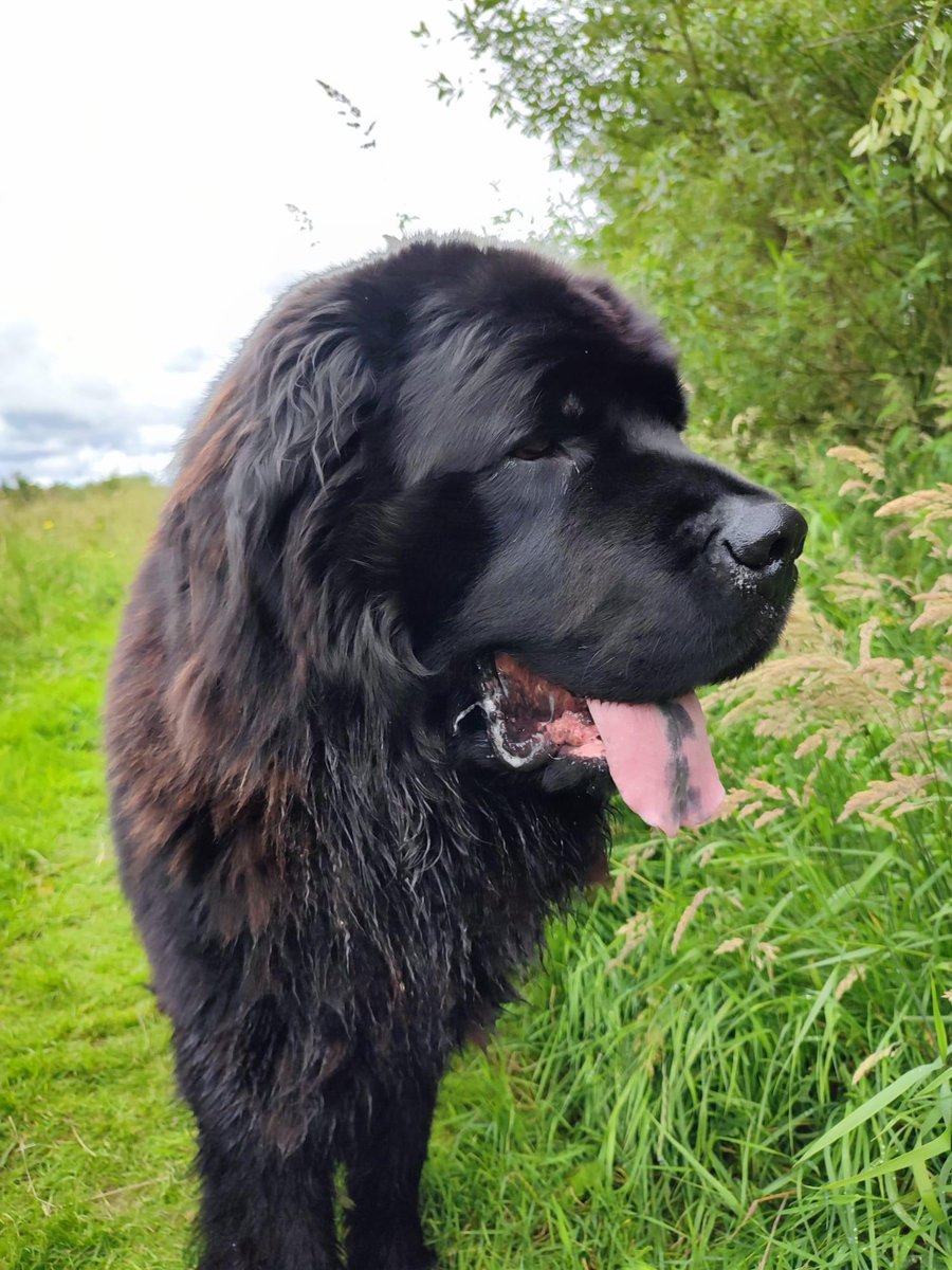 LoveBallymena's tweet image. 𝑯𝑬𝑳𝑷 🐾 𝐁𝐀𝐋𝐎𝐎 𝐭𝐡𝐞 𝐍𝐞𝐰𝐟𝐨𝐮𝐧𝐝𝐥𝐚𝐧𝐝 𝐢𝐬 𝐌𝐈𝐒𝐒𝐈𝐍𝐆
ᴘʟᴇᴀsᴇ sʜᴀʀᴇ... ᴘʟᴇᴀsᴇ sʜᴀʀᴇ... ᴘʟᴇᴀsᴇ sʜᴀʀᴇ...

Much loved family pet Baloo, a black Newfoundland dog, is missing from his home on the Broughshane Road area of Ballymena. 

Baloo is a…