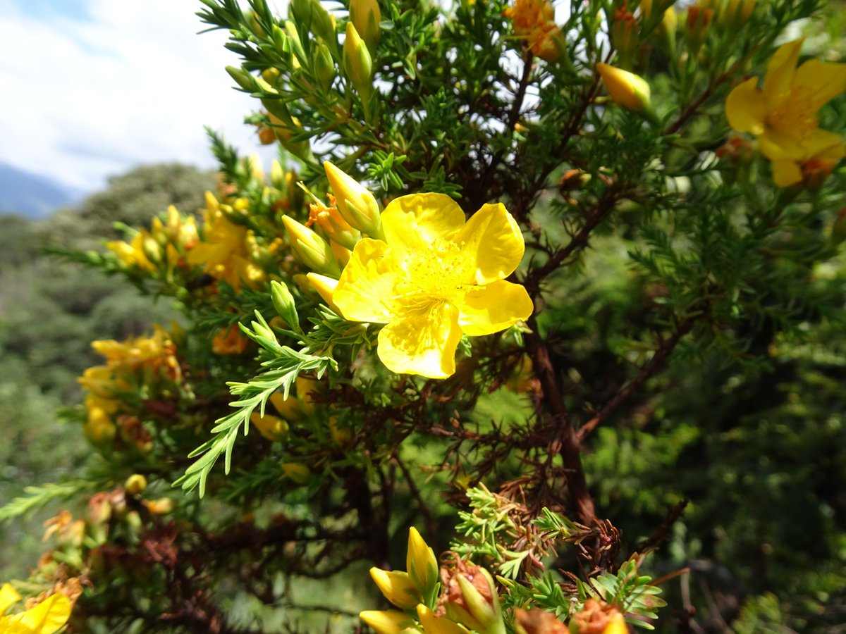 ferchinchin's tweet image. ❝Every time I look in the mirror, I am more convinced that God has a great sense of HUMOR❞.
⭐  Matteo Molinari

 🌿  𝐻𝑦𝑝𝑒𝑟𝑖𝑐𝑢𝑚 𝑙𝑎𝑟𝑖𝑐𝑖𝑓𝑜𝑙𝑖𝑢𝑚 Juss. ➤ 𝙷𝚈𝙿𝙴𝚁𝙸𝙲𝙰𝙲𝙴𝙰𝙴.
#Hypericum #Mirror #Humor