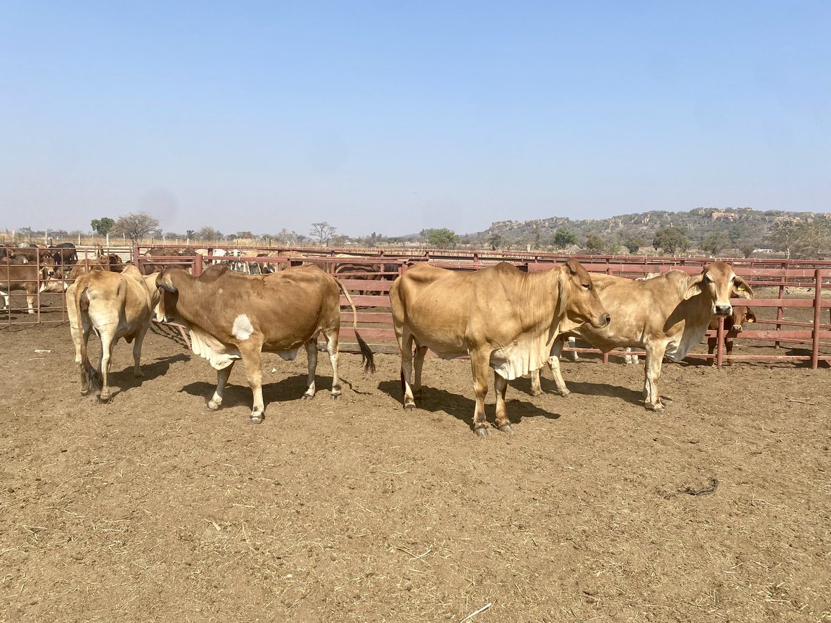 9 heifers and 4 cows going(Going as a lot)
$780 each
Breed: Brahman and crosses
Location: Snake Park Area (30 km from Harare)
Location: +263780004671
National Kraal
