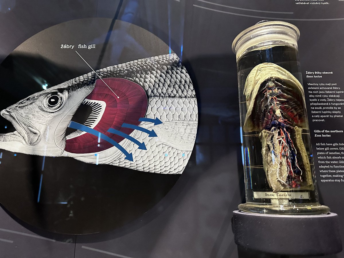Just learned at Národní muzeum: Like us, fish need oxygen to survive, using gills to breathe—a major evolutionary step. This miracle evolution journey continues: from water to land (amphibians and reptiles), conquering the air (birds), and finally, the world (mammals)!"