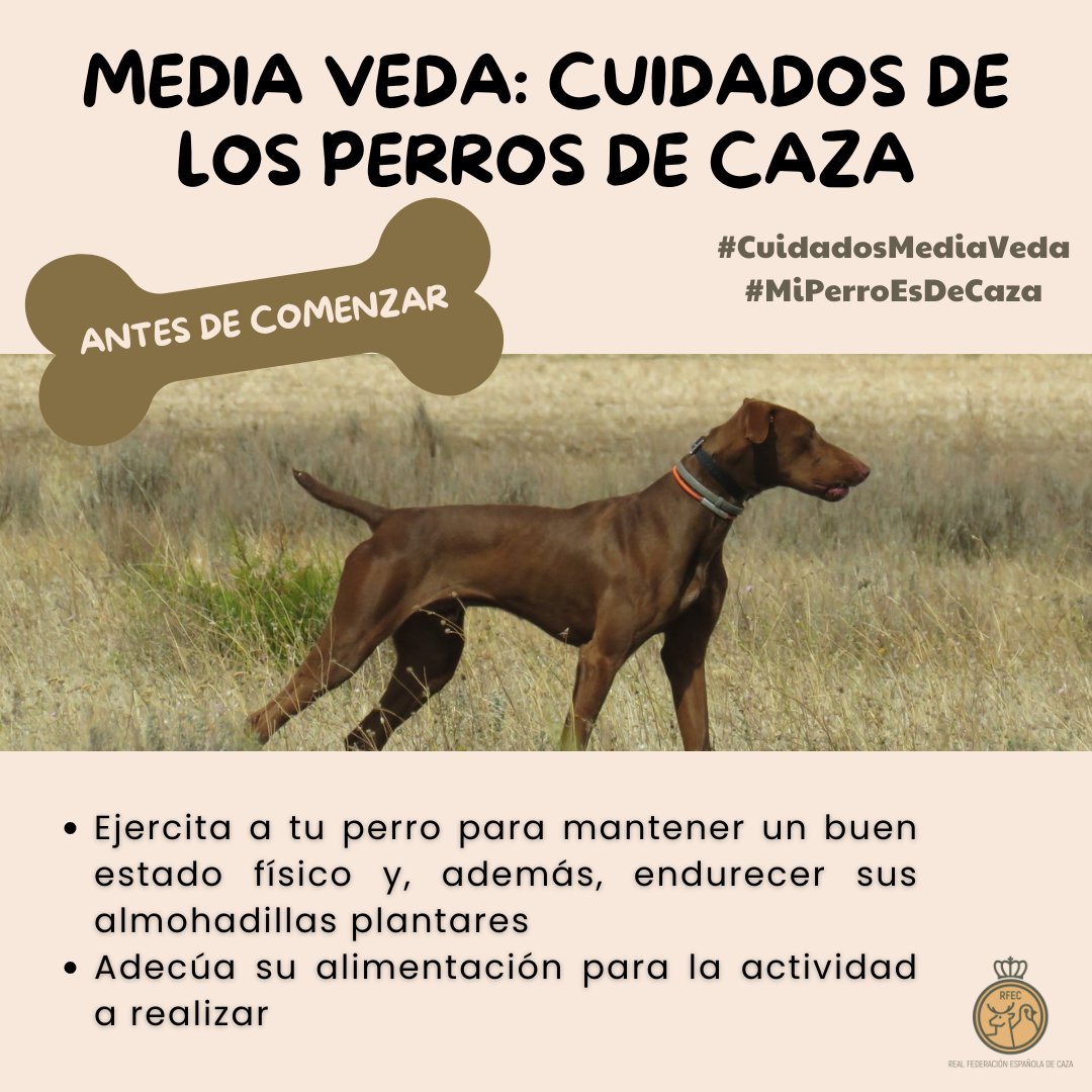 📝 Arranca la media veda y desde la RFEC queremos recordar algunos cuidados de los perros de caza.

⬅️ Antes de comenzar la jornada ejercita a tu perro para mantener un buen estado físico y endurece sus almohadillas, además, adecúa su alimentación.  

#CuidadosMediaVeda
