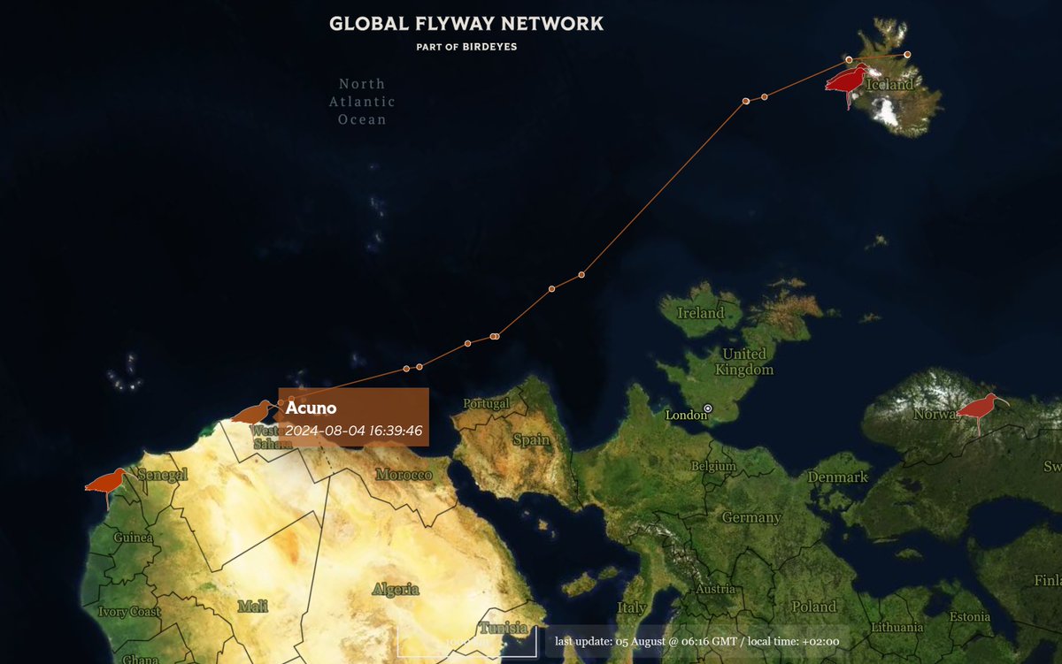 Iceland-breeding #Whimbrel ACUNO safely made it 4800 km across #Atlantic Ocean; will probably continue without stops to its previous nonbreeding territory in #Bijagós in Guinea-Bissau. #Whimbrels compete for space; early returns may be advantageous. Check: globalflywaynetwork.org/tracks/species…