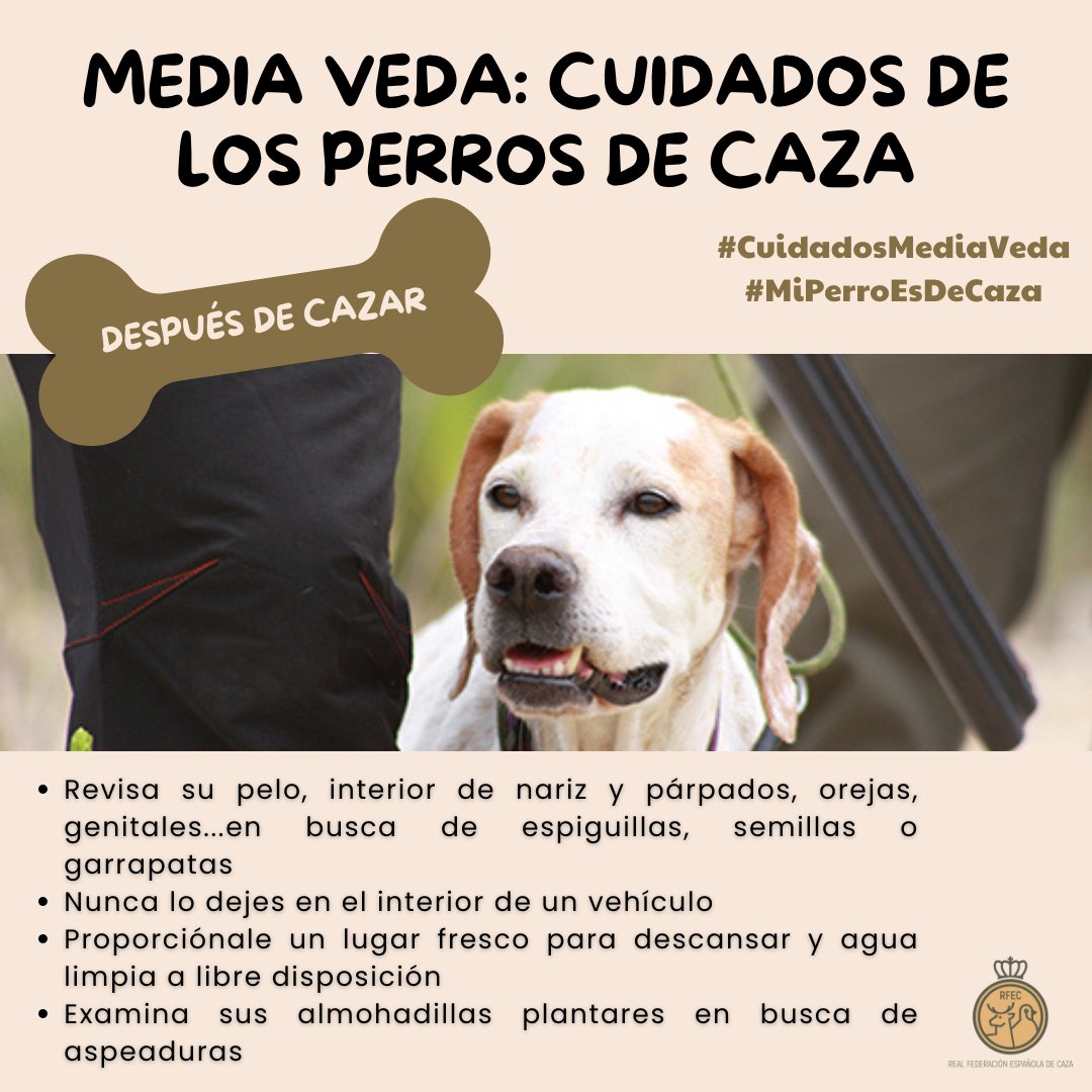 📑 Arranca la media veda y desde la RFEC queremos recordar algunos cuidados de los perros de caza.

➡️ Después de cazar revísale en busca de semillas o garrapatas, proporciónale un lugar para descansar y examina sus almohadillas.  

#CuidadosMediaVeda #MiPerroEsDeCaza