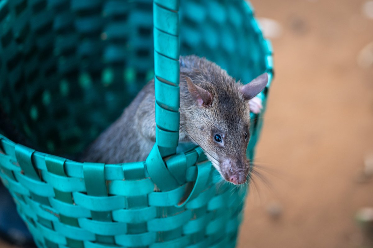 herorats's tweet photo. APOPO’s #HeroRATs are African giant pouched rats (Cricetomys ansorgei). These little heroes weigh between 1 - 1.5 kg (2.2 – 3.3 lbs). We weigh our rats every morning before training to ensure they are growing well, are fit and #healthy!

#MondayVibes #animalwelfare #workingrats https://t.co/r8u5ZOEFPn