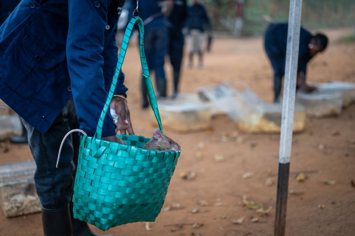 herorats's tweet photo. APOPO’s #HeroRATs are African giant pouched rats (Cricetomys ansorgei). These little heroes weigh between 1 - 1.5 kg (2.2 – 3.3 lbs). We weigh our rats every morning before training to ensure they are growing well, are fit and #healthy!

#MondayVibes #animalwelfare #workingrats https://t.co/r8u5ZOEFPn