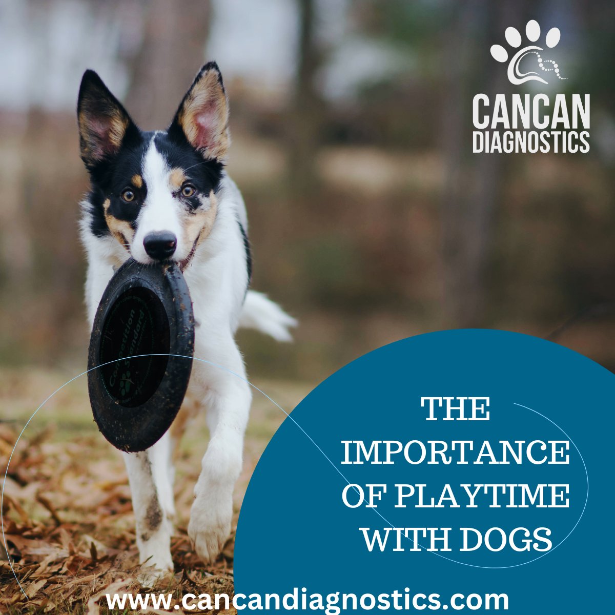 CanCan Diagnostics Ltd tweet media