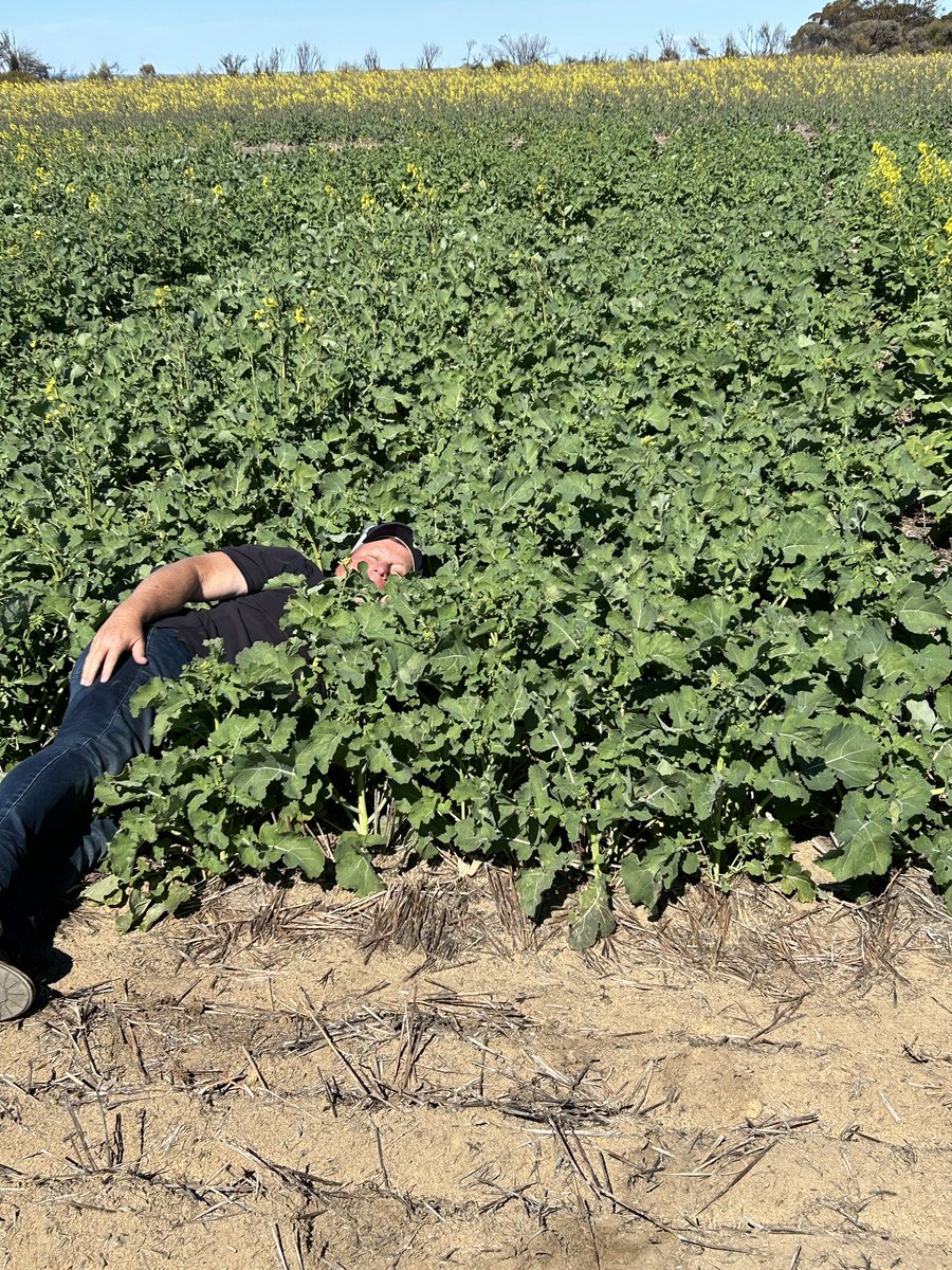 Justin Kudnig (@captaincanola) on Twitter photo “SMILING & SLEEPING” Our latest reactions at <a href="/theGRDC/">GRDC</a> <a href="/GRDC_NVT/">GRDC National Variety Trials (NVT)</a> NVT Canola Trials near Hyden, WA. Andy very happy with #Hyola Regiment XC & me just waiting for him to catch up 🤣 Good Trials after a difficult start. <a href="/AgingAgro/">Andrew Heinrich</a> <a href="/Ella201093/">Ella McDonald</a> <a href="/hurgl1/">Tim Wilmshurst</a> <a href="/danrollsroyce/">Dan Rolls</a> <a href="/Living_Farm/">Living Farm</a> “SMILING & SLEEPING” Our latest reactions at <a href="/theGRDC/">GRDC</a> <a href="/GRDC_NVT/">GRDC National Variety Trials (NVT)</a> NVT Canola Trials near Hyden, WA. Andy very happy with #Hyola Regiment XC & me just waiting for him to catch up 🤣 Good Trials after a difficult start. <a href="/AgingAgro/">Andrew Heinrich</a> <a href="/Ella201093/">Ella McDonald</a> <a href="/hurgl1/">Tim Wilmshurst</a> <a href="/danrollsroyce/">Dan Rolls</a> <a href="/Living_Farm/">Living Farm</a>