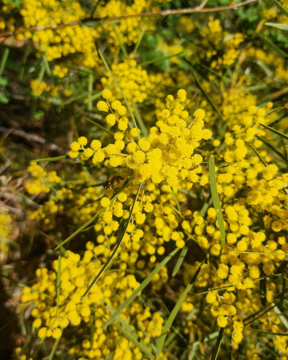 Botanic Gardens SA (@botgardenssa) on Twitter photo Getting in the #Olympic spirit and supporting our Aussies. The #greenandgold of the wattle looking spectacular right now! 
#goforgold #aussieaussieaussie Getting in the #Olympic spirit and supporting our Aussies. The #greenandgold of the wattle looking spectacular right now! 
#goforgold #aussieaussieaussie