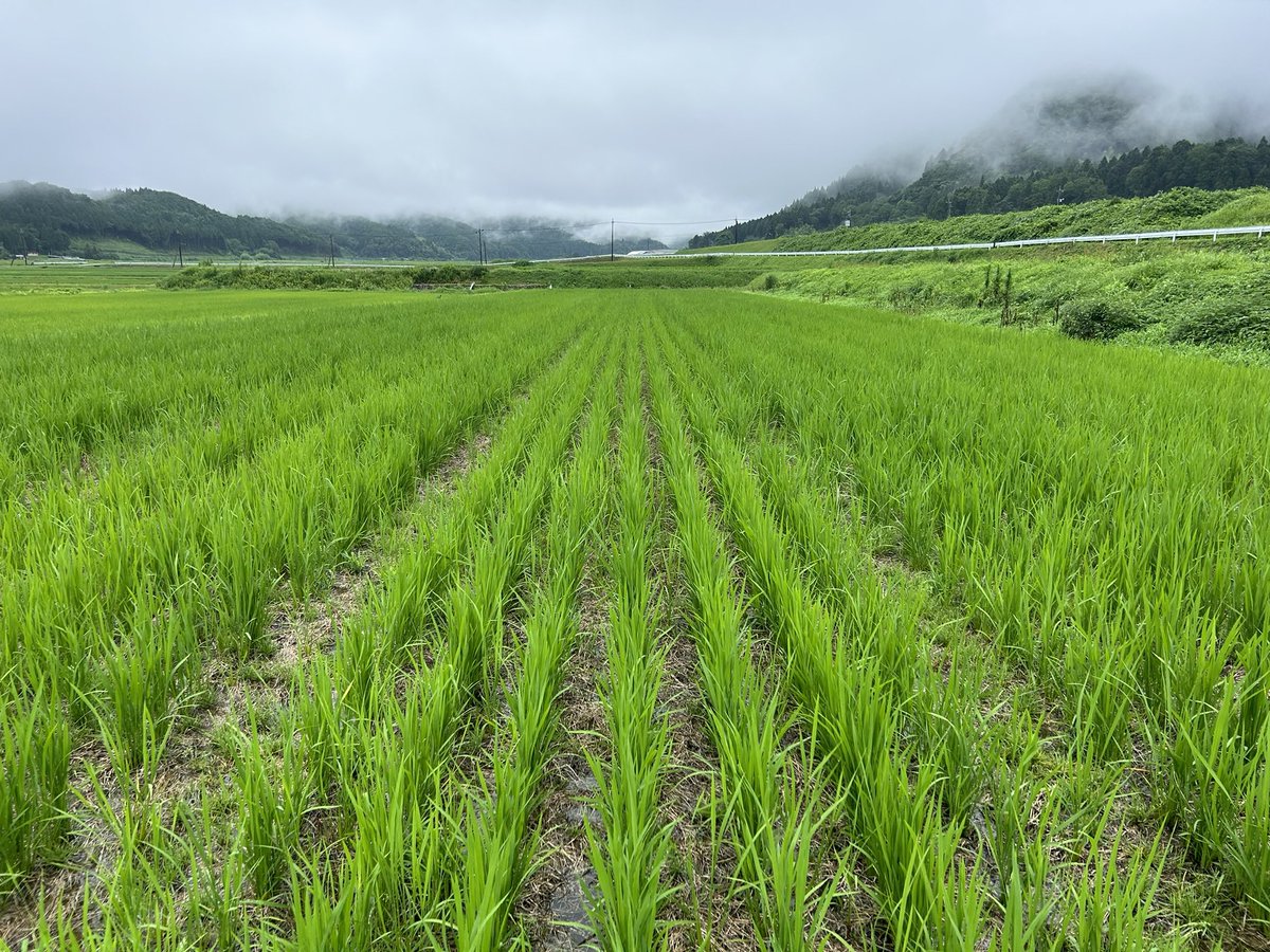 tokumoto1122's tweet photo. No-till rice cultivation in Japan🌾.Rainwater only. Key technology are Mycorrhizal fungi, selective herbicides, and variable fertilizer with xarvio. https://t.co/Uoccb6uGc5