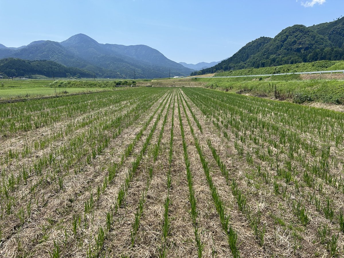 tokumoto1122's tweet photo. No-till rice cultivation in Japan🌾.Rainwater only. Key technology are Mycorrhizal fungi, selective herbicides, and variable fertilizer with xarvio. https://t.co/Uoccb6uGc5