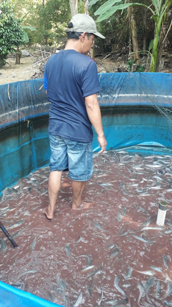 Yanikpurwidya's tweet photo. Senin (5/08/2024), Yanik Purwidyawati S.Pi, Luhkan Kab. Magetan, melaporkan panen ikan lele an. Bpk. Putut di Pokdakan Pleret Makmur Lestari Ds. Sugihwaras, Kec. Maospati sbyk 100 kg,  bobot panen rata2 100gr/ekor, Harga Rp. 18.250/kg.

#GiatLuhkanSatminkalBWI
#Panen
#LuhLapor https://t.co/7wu6T4wlkf