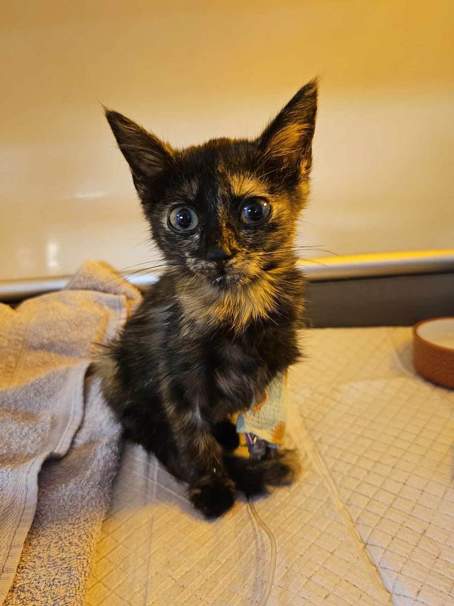 Walka Iwi trwa, potrzebna pomoc ❗️🙏
Kotka czuje się lepiej, jednak duszności cały czas się utrzymują 😔
ratujemyzwierzaki.pl/iwii-felineus