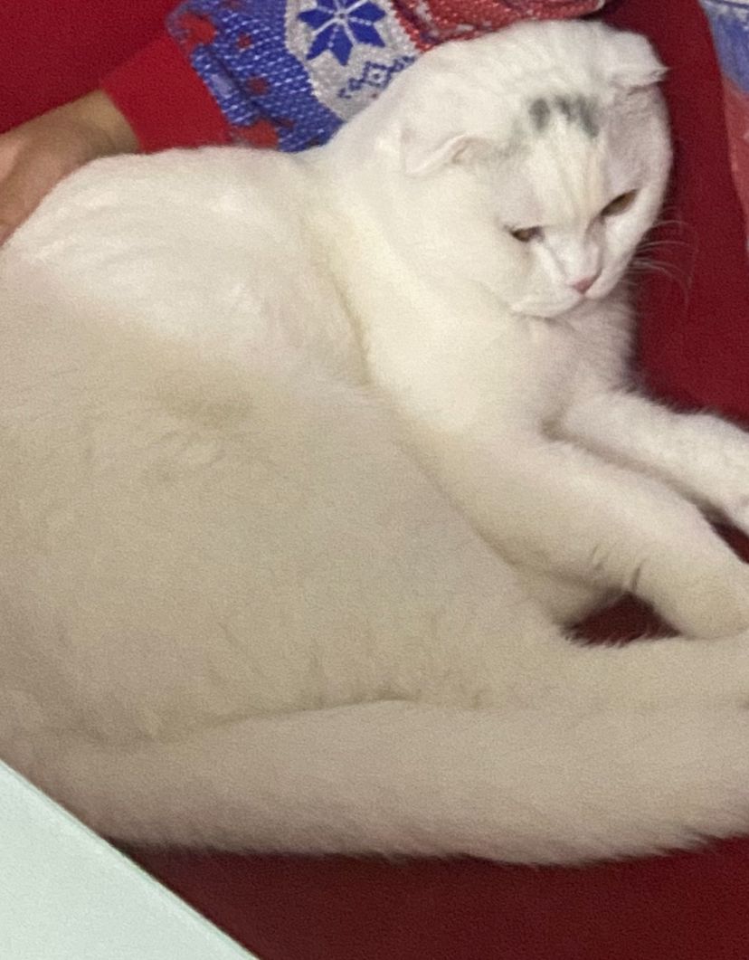 Bir yaşındaki bu bebeğimizin şimdiye kadarki tüm aşıları yapıldı. Onu sevecek ömürlük olacak bir yuva arıyoruz 😻🌺