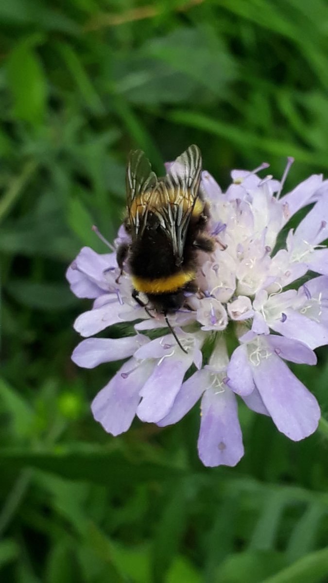 FCityGardens's tweet photo. Huge thank you to Simon @BumblebeeTrust for a brilliant Workshop for volunteers #RewildLondon
@ldn_environment @WildLondon @BunhillHeritage
@cityoflondon https://t.co/KEVm2uHtTT