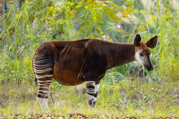 glorysummittour's tweet photo. Okapi Wildlife Reserve is a UNESCO World Heritage site located in the Ituri Forest in Democratic Republic of the Congo and is home to a diverse range of flora and fauna, including the unique and endangered okapi (Okapia johnstoni), which is endemic to the region. #ExploreCongo https://t.co/VjRpPr5vI2