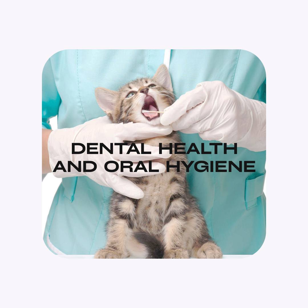 TextTeo_AI's tweet photo. 🦷🐾 Televet TextTeo is here to help you keep your pet's dental health in top shape! 

Did you know that good oral hygiene is just as important for your furry friends as it is for you? Here are some valuable tips to ensure your pet's dental health:

🪥 Regular Brushing

✅ Professional Check-Ups

🧆 Healthy Diet

🥏 Chew Toys

👀 Watch for Signs

Remember, good dental health is crucial for your pet's overall well-being. Stay tuned for more tips and advice from Televet TextTeo to keep your furry friend's smile bright and healthy! 🐶😺