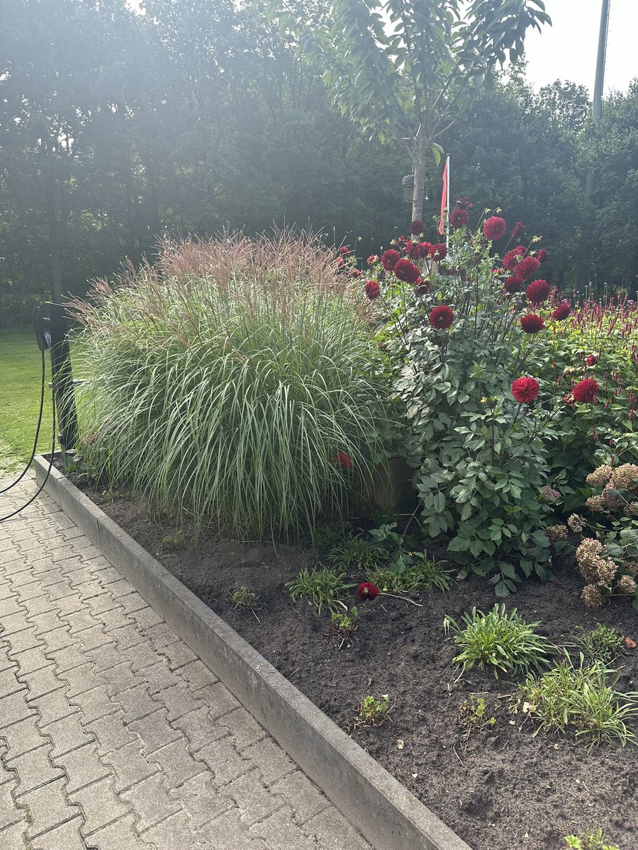 We hebben stalmest in de tuin verwerkt dit voorjaar, het resultaat mag er zijn prachtig.
Natuurlijk heeft de neerslag ook geholpen.