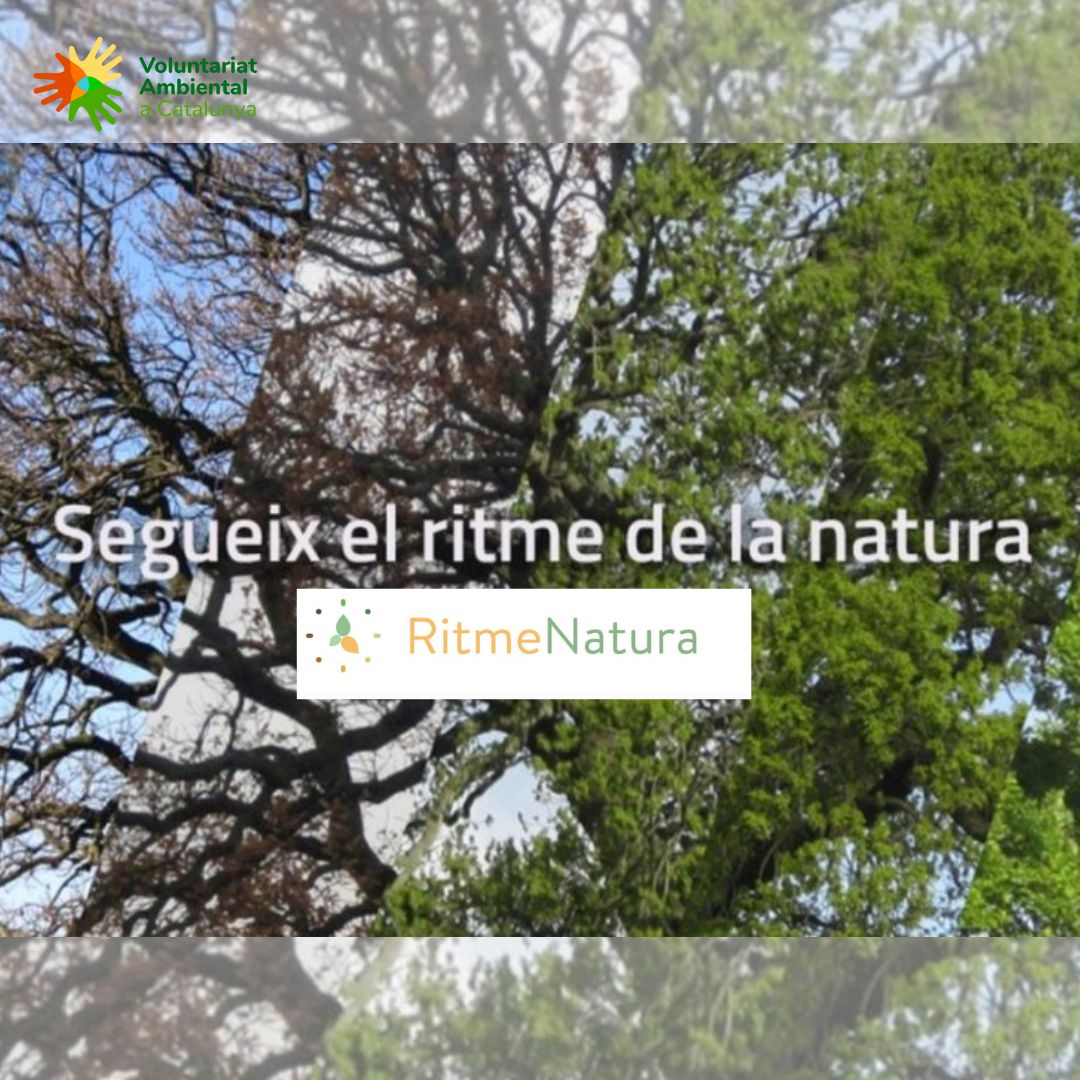 🦋🌿🐞🌸🪲Feliç entre les plantes...i bitxos? Aquest estiu, mentre gaudeixes d'estades, passejades o excursions a la natura, uneix-te a projectes de voluntariat observant les plantes i bitxos que tant t'agraden!

🌿Troba les crides al portal voluntariatambiental.cat