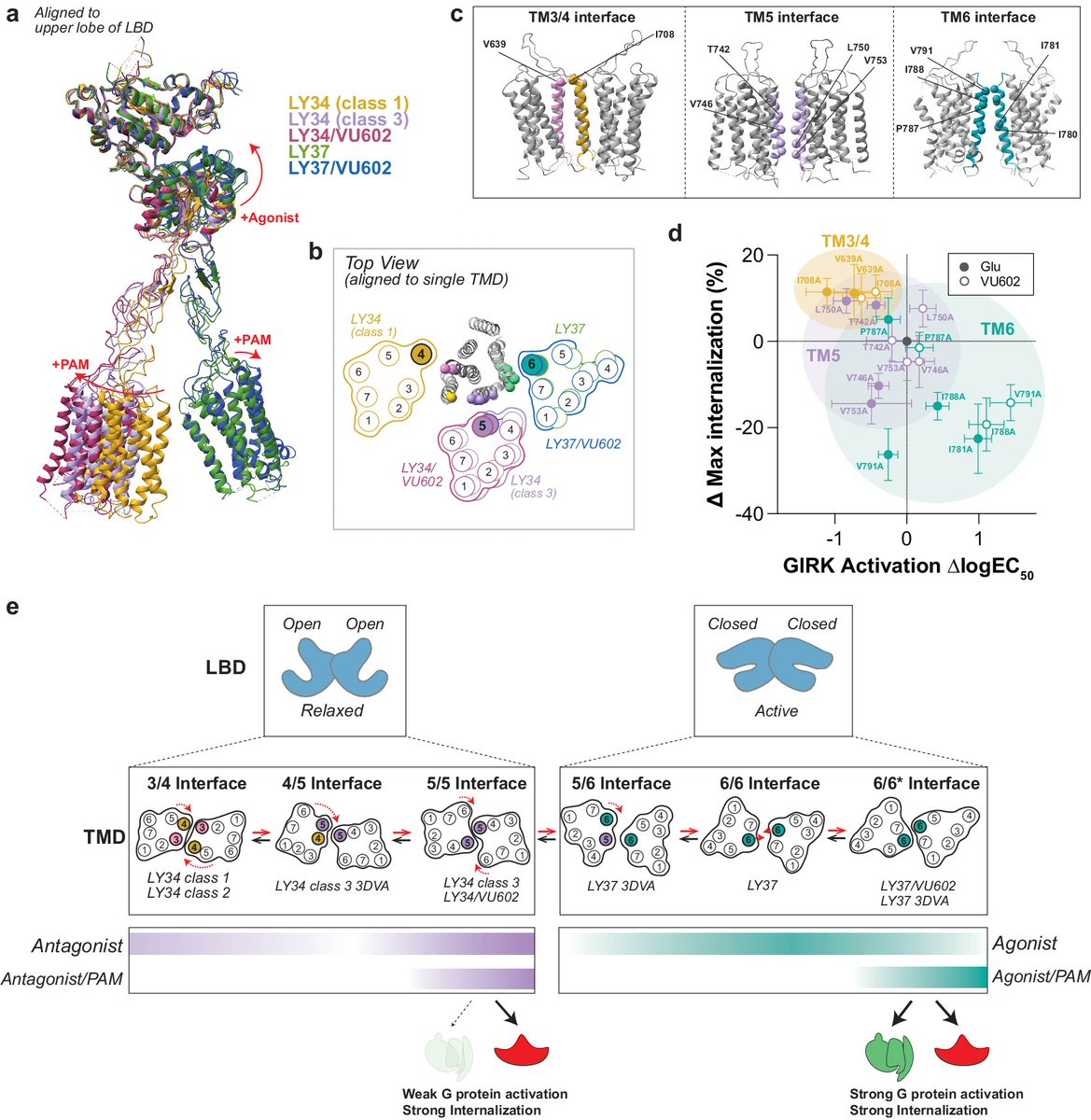 Ivan Maslov (@ivanmasl0v) on Twitter photo New insights into the activation and internalization of glutamate receptor mGluR from Levitz lab, now in <a href="/NatureComms/">Nature Communications</a>
The "rolling TMD interface" model is based on electrophysiology, cell imaging, FRET and cryoEM
doi.org/10.1038/s41467…
🦸<a href="/Alexa_Strauss8/">Alexa Strauss</a> <a href="/albjglez/">Alberto Gonzalez-Hernandez</a> <a href="/JoonLeePhD/">Joon Lee</a> New insights into the activation and internalization of glutamate receptor mGluR from Levitz lab, now in <a href="/NatureComms/">Nature Communications</a>
The "rolling TMD interface" model is based on electrophysiology, cell imaging, FRET and cryoEM
doi.org/10.1038/s41467…
🦸<a href="/Alexa_Strauss8/">Alexa Strauss</a> <a href="/albjglez/">Alberto Gonzalez-Hernandez</a> <a href="/JoonLeePhD/">Joon Lee</a>