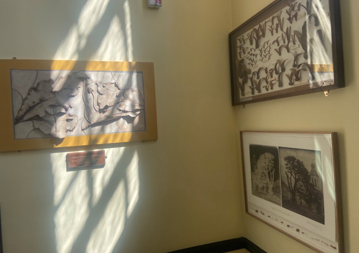 SioMcDonald's tweet photo. Studio visit with curator Blanca de la Torre @TCD_NatSci  Thrilled to be selected by IRELAND INVITES Curator Series with Blanca de la Torre and The Hugh Lane Gallery @TERRAFORM_H2020 @artscouncil_ie @IMMAIreland @TheHughLane @TCD_NatSci https://t.co/NOICQ2Ouao